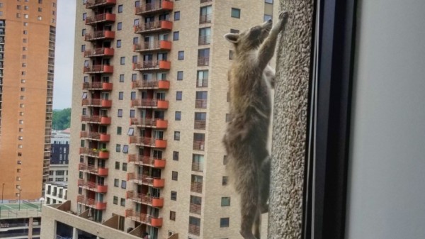 A climbing raccoon goes viral