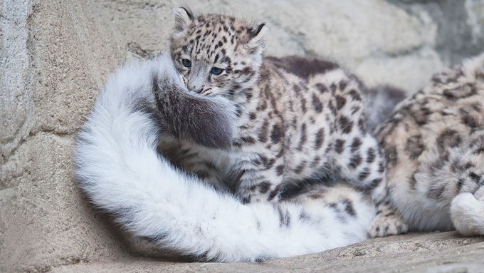 Why are snow leopards biting their own tail?