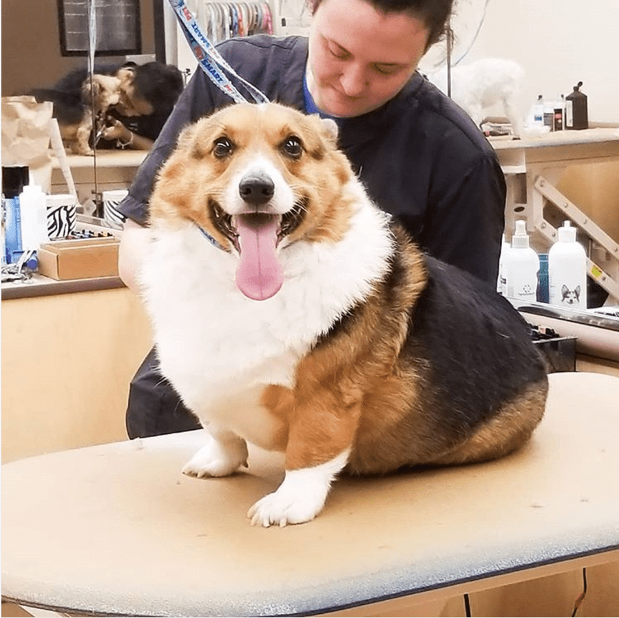 The internet has something against fat-shaming - with corgis
