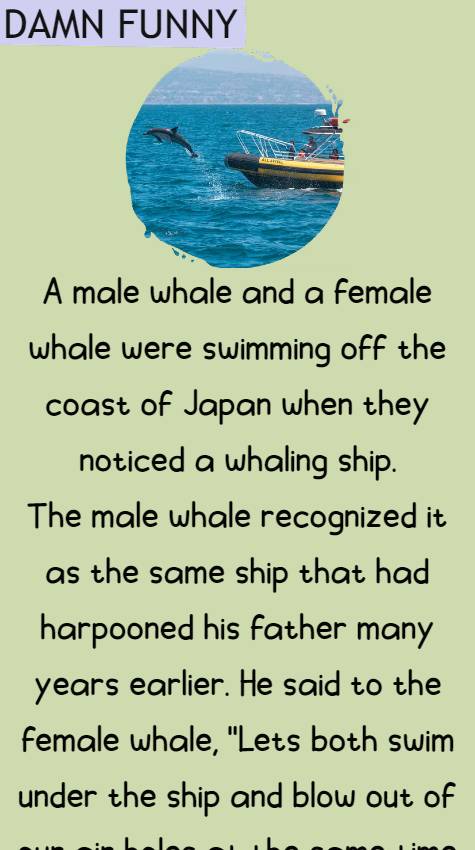 A male whale and a female whale were swimming
