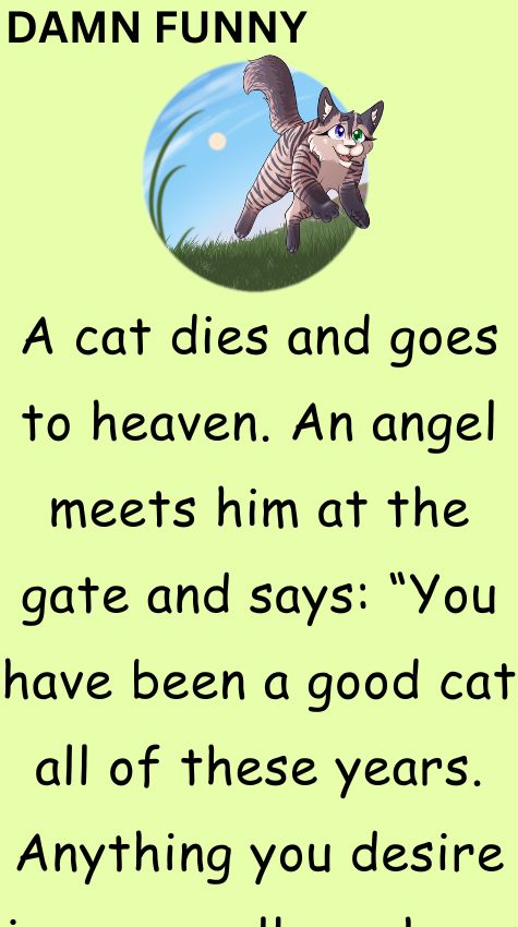 A cat dies and goes to heaven