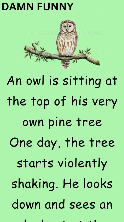 An owl is sitting at the top of his very own pine tree
