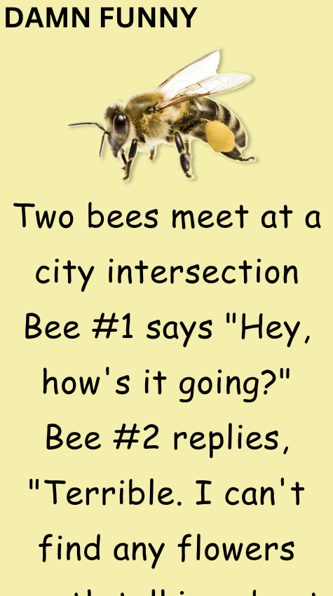 Two bees meet at a city intersection Bee