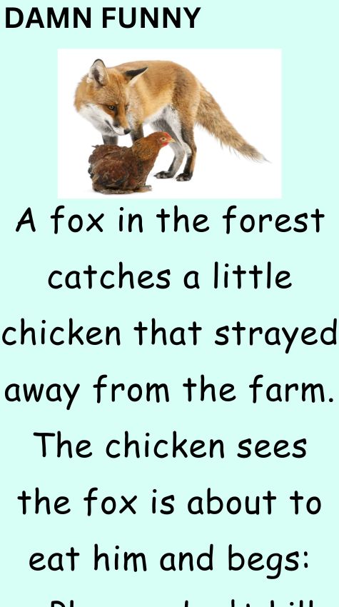 A fox in the forest catches a little chicken